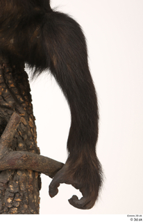 Chimpanzee Bonobo leg 0004.jpg